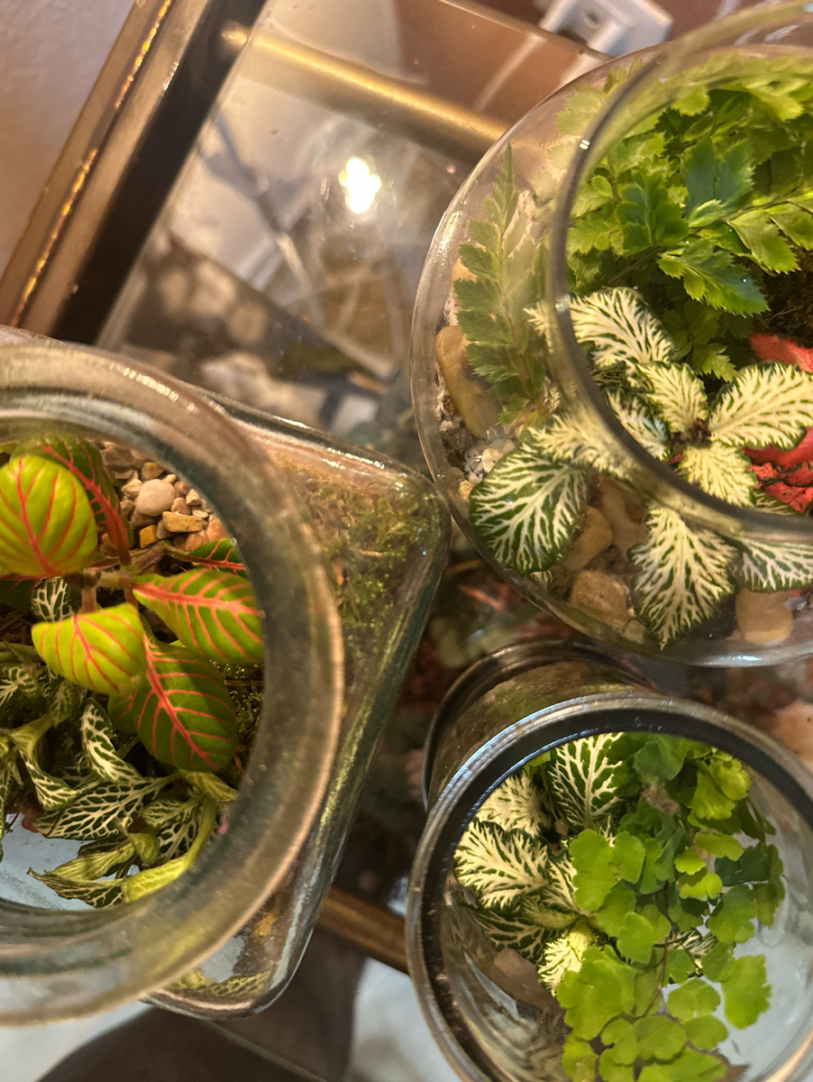Terrarium