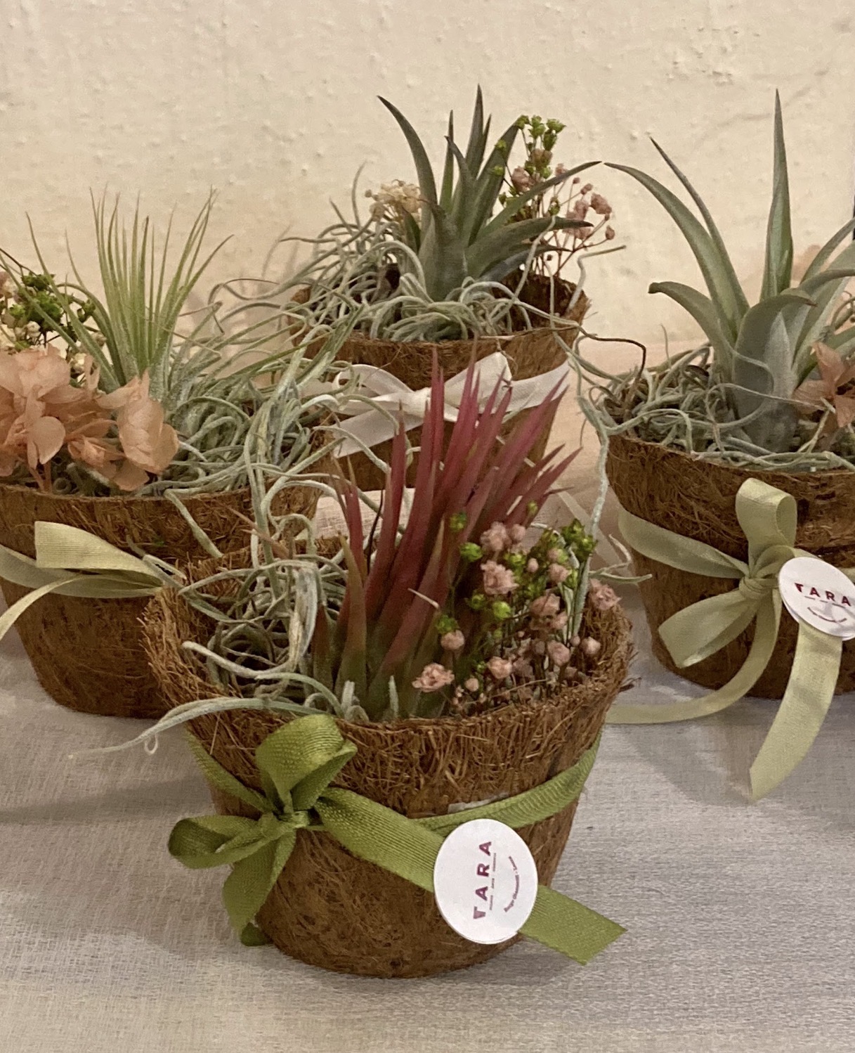 TILLANDSIE - foto 3